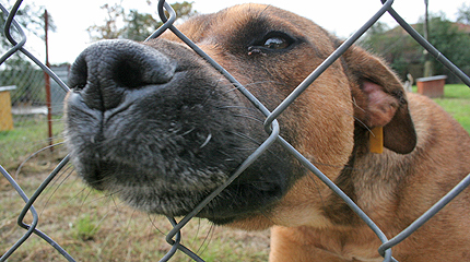Първи сме в Европа по болни от тения