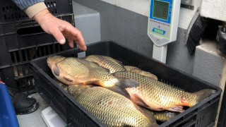 БАБХ започва проверки на обектите, предлагащи риба за Никулден 
