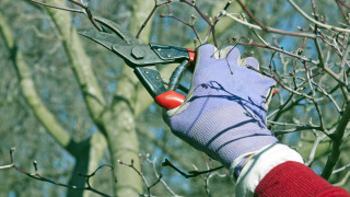 С настъпването на зимата имаме последни задачи в градината които