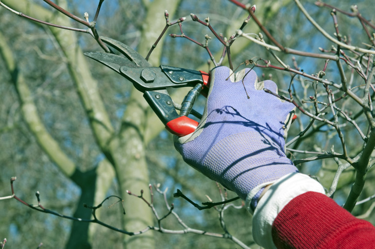 Червеният клен е сред растенията, които да подрежем този месец