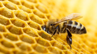 Защо пчелите са покрити с милиони косъмчета 