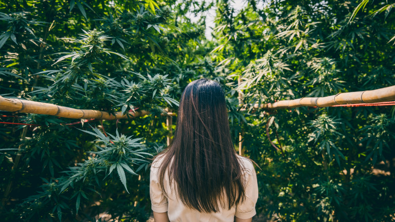 Тайлнад раздава безплатно един милион растения канабис