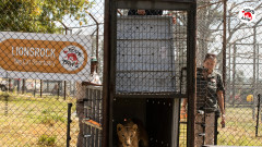 "Четири лапи" спасява лъвове от конфликтна зона в Судан