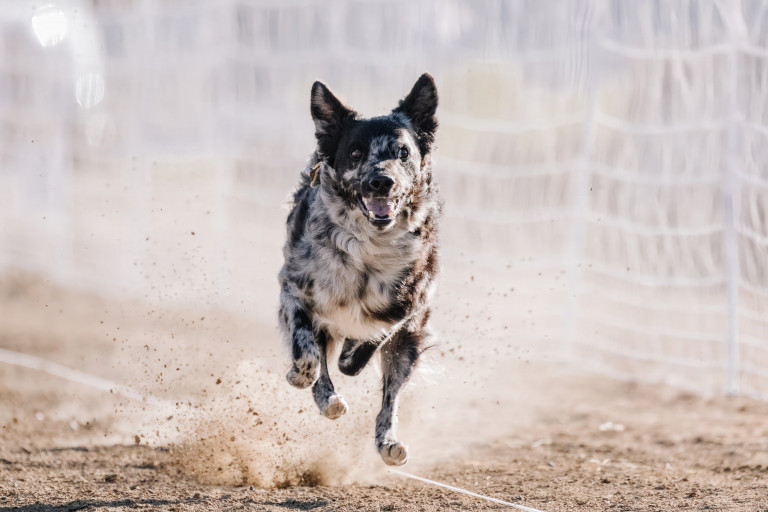 Унгарско муди