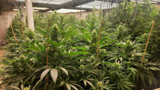 Полицията разкри наркооранжерия край Пазарджик съобщава БНР Обектът се е