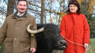 Фирма за биволи строи вятърни ферми