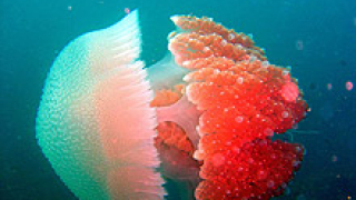 Черно море се пълни с отровни медузи от Турция