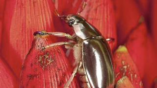 Пенисът на бръмбар вдига най-много шум