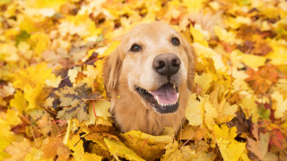 Опадалите златисти червеникави и кафяви листа в слънчев есенен ден