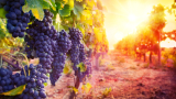 Невиждано високите температури в Европа карат винарите да скъсат с традициите