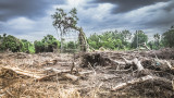  WWF, коронавирусът и каква е връзката сред унищожаването на природата и пандемиите 