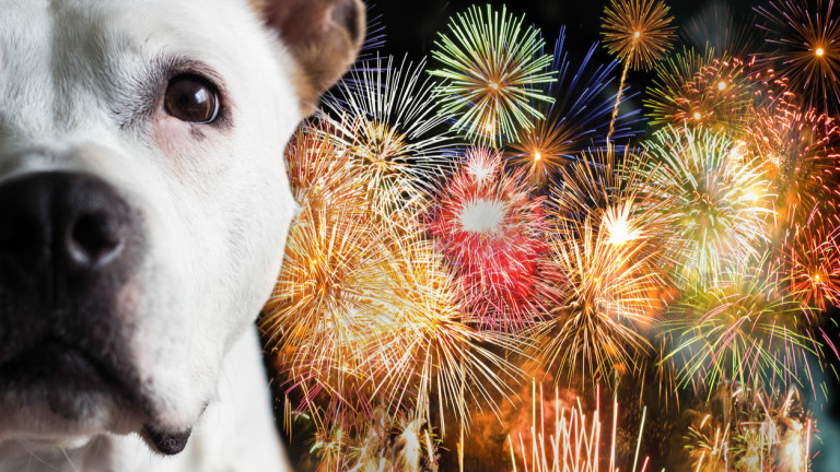 Ето какво причиняваме на животните с фойерверките