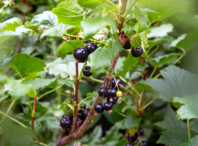Касисът също има нужда от подрязване