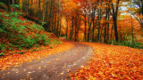  Защо листата на дърветата трансформират цвета си през есента 