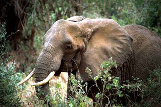 Слон убива женски, защото не му допадат