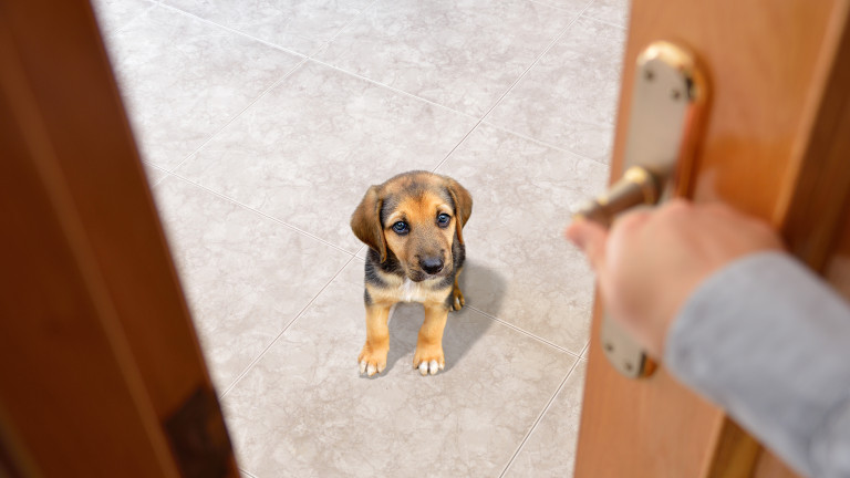 Не затваряйте кучето в друга стая по време на заря, съветва зоопсихолог