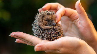 Всяка вечер щом трафикът утихне и уличните лампи хвърлят жълтите