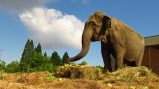 Почина индийската слоница Артайда от зоопарка в София На преклонната за