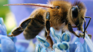 Пчелите са по-умни от компютрите