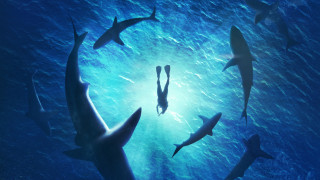 За срещи между акули и хора сме гледали толкова много
