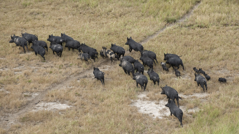 Порожанов забрани груповия лов на диви свине