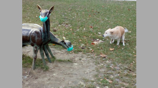 Дали заради трайно настанилия се над София мръсен въздух или