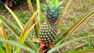 Агрономи създават ананас с аромат на кокосов орех