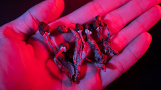 Гъбите, които могат да преборят депресията