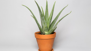 Защо трябва да си отглеждаме алое