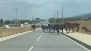Стадо коне свободно препускаха по Околовръстния път на София съобщава