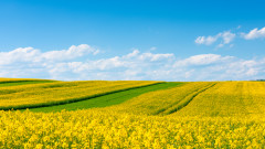 Румъния не е имала толкова добра реколта от жито и рапица от десетилетие