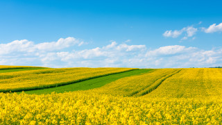 Руското правителство удължи временната забрана за износ на рапица Съгласно