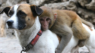 Назначиха куче бодигард на маймунка в китайска зоологическа градина