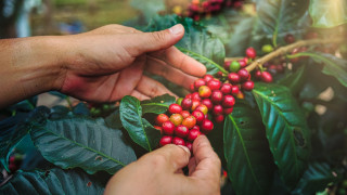 Кафето сорт Арабика рязко поскъпна на нюйоркската фондова борса ICE