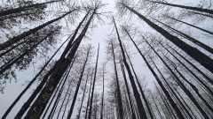 Жителите на три костинбродски села алармират за бързо изсичане на гори 