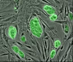 Учени разпечатаха ембрионални стволови клетки на триизмерен принтер