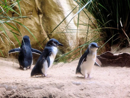 Снайперисти охраняват пингвини в Австралия