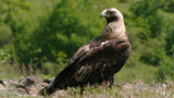  Царски орел открит с 16 сачми в тялото 