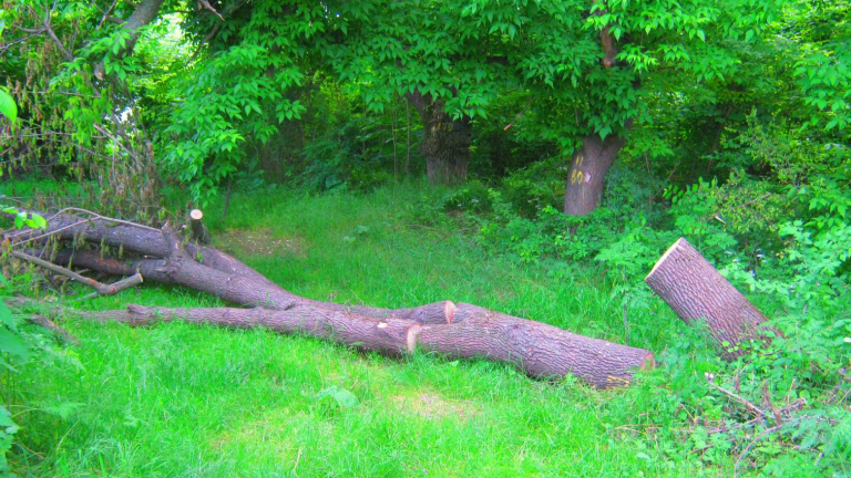 Референдум да реши бъдещето на парк "Бедечка"