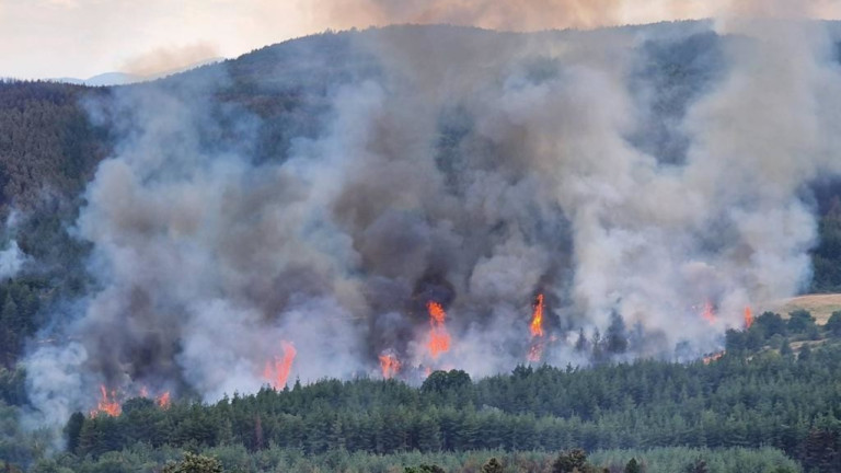 Пожар изпепели близо 300 декара общинска широколистна гора до българо-турската