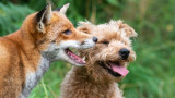 Ричард Боулър, кучето Мади и как животното стана най-добър приятел на малко лисиче