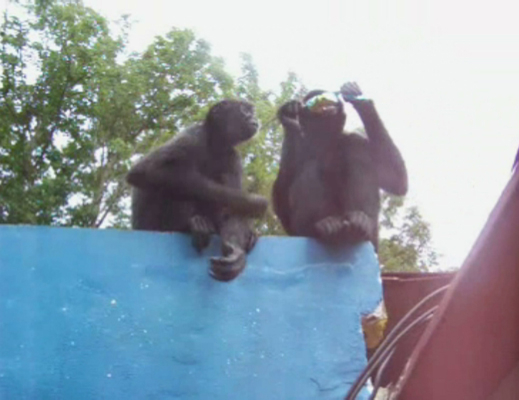 Маймуни тероризират родните сървайвъри