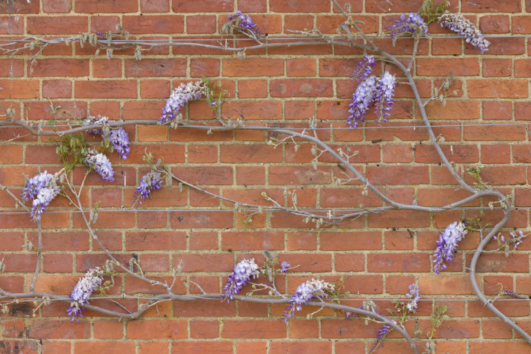 Глицинията се реже на два пъти - през лятото и през зимата