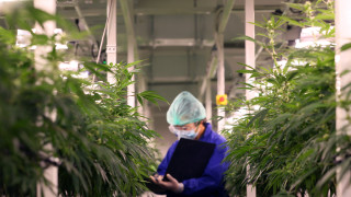 Германия планира да декриминализира закупуването и притежаването на малки количества