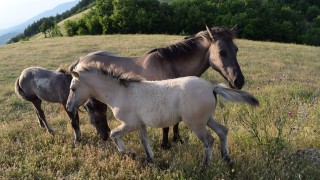 С 16 млади кончета се увеличиха стадата на свободно живеещите