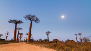 Всички сме чували за прекрасните хилядолетни дървета боабаб но вероятността да знаем