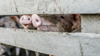 Съмнения за чума по свинете и в Белене
