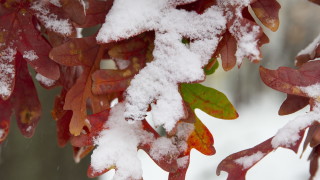 Чакаме първия сняг