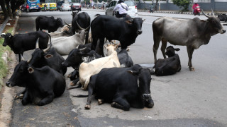 Доживотен затвор за заклана крава в Индия 