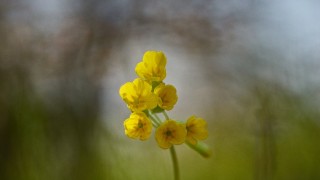 Група изследователи на природата канят всички желаещи тази пролет да
